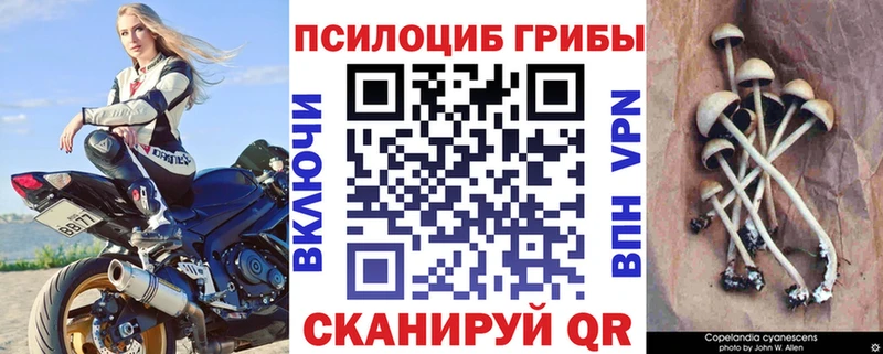 Купить  Калининец  Псилоцибиновые грибы мицелий 